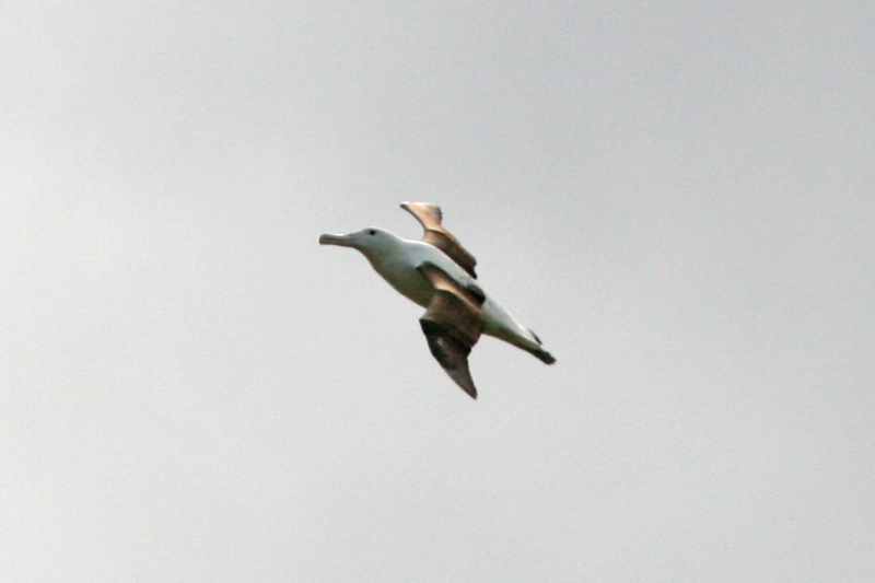 Nieuw-Zeeland 2011 - 1957